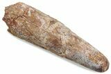 Bargain, Fossil Spinosaurus Tooth - Real Dinosaur Tooth #376415-1